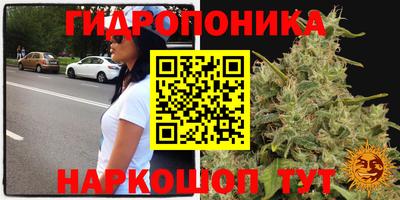 амф Гусев